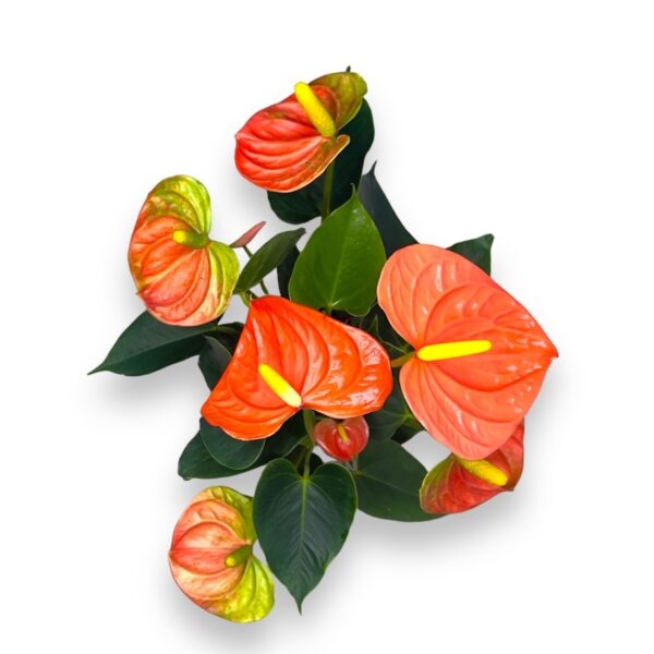 anturium oranzh chempion e1723572785936