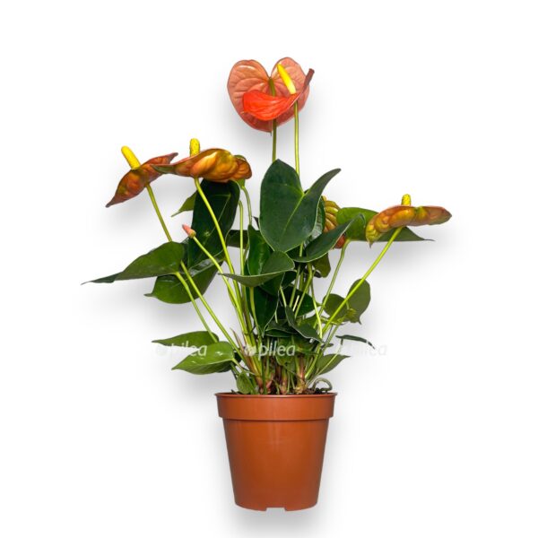 anturium-oranzh-chempion-e1723572791580.jpg anturium oranzh chempion e1723572791580