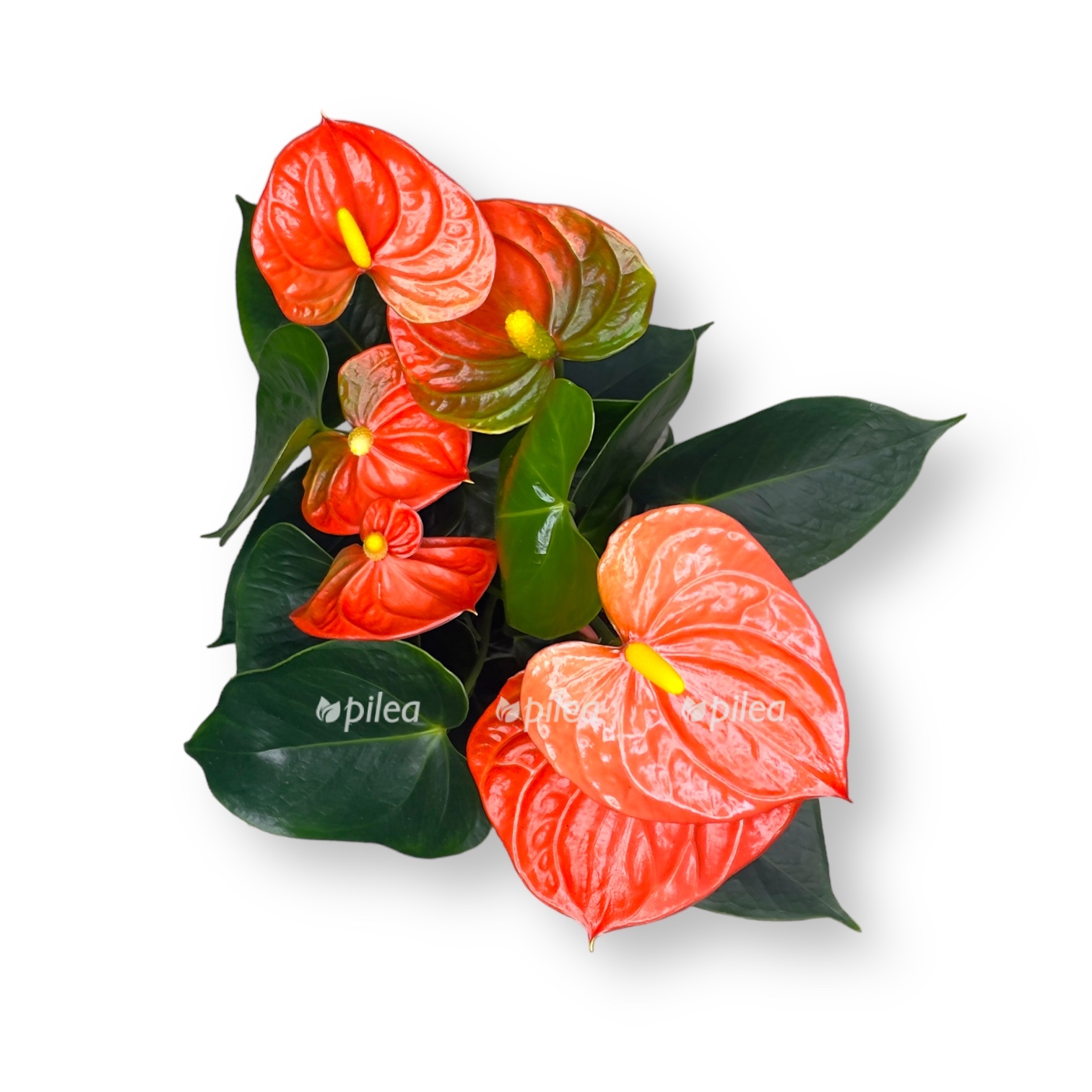 anturium oranzh king