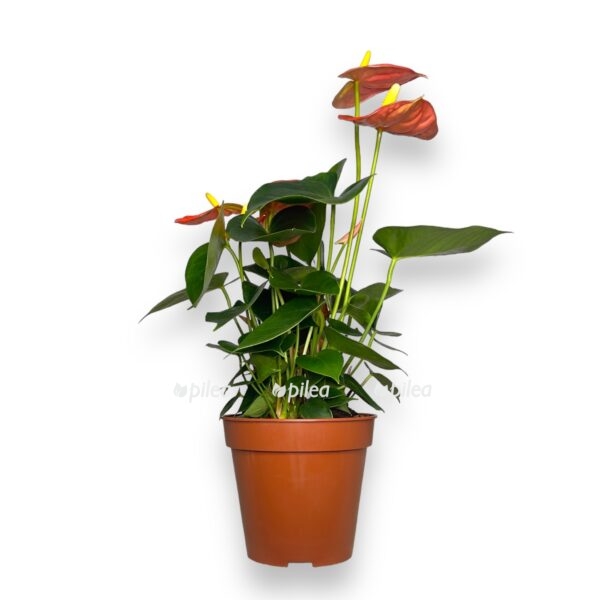 anturium oranzh king e1723572724397