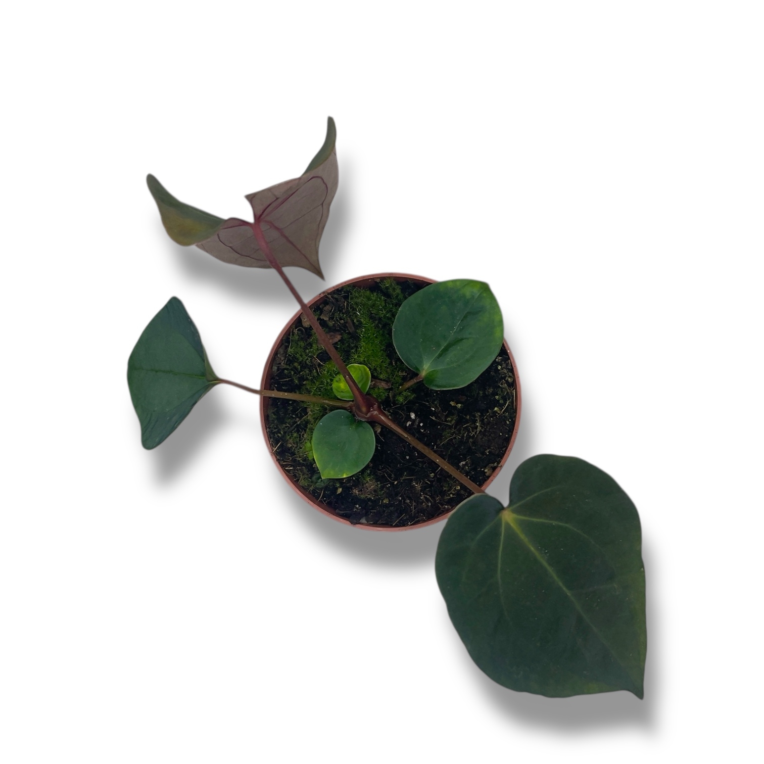 anturium papillilaminum