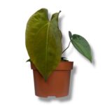 anturium papillilaminum