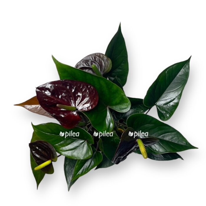 anturium parizh blek 50 sm e1700581820273