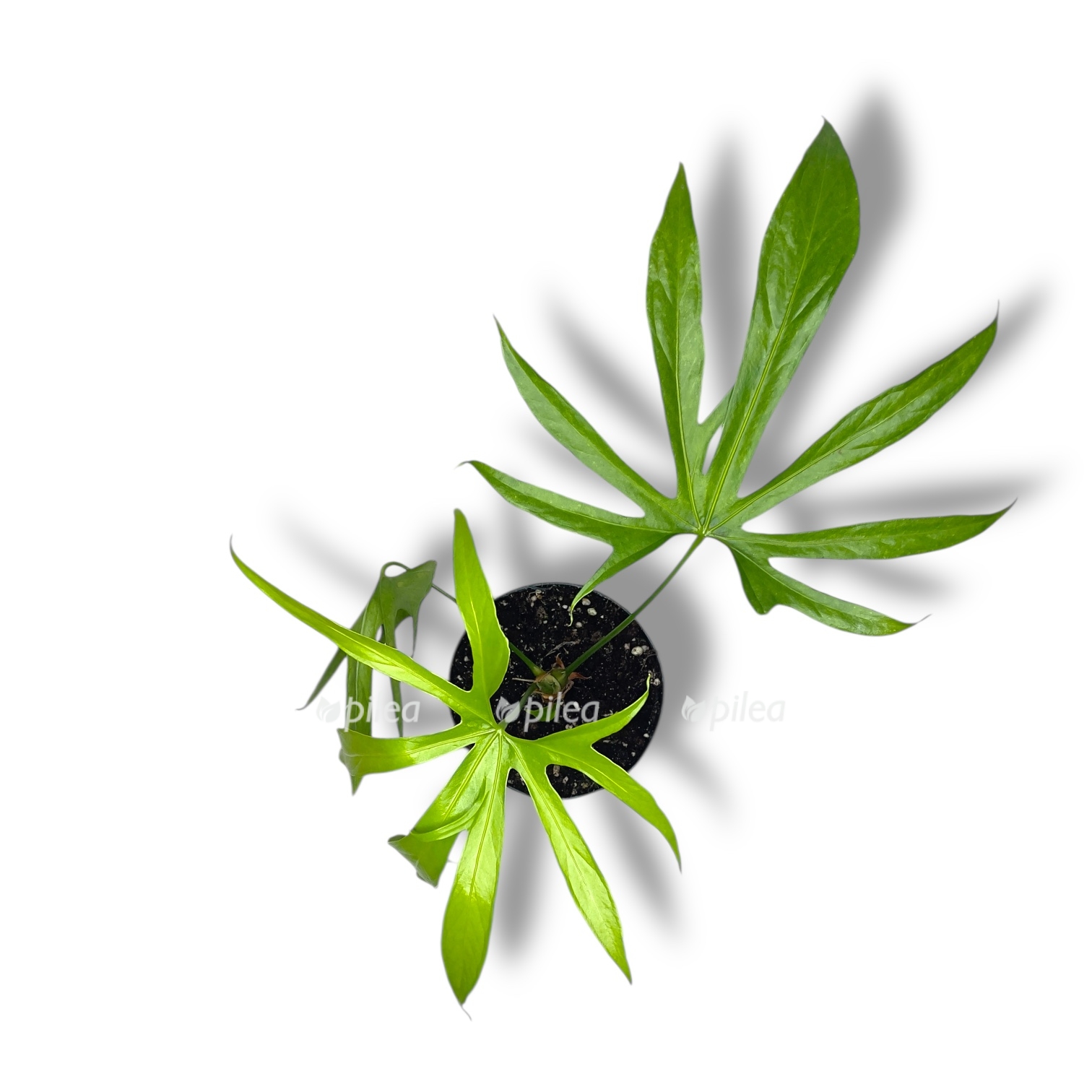 anturium pedatoriatum