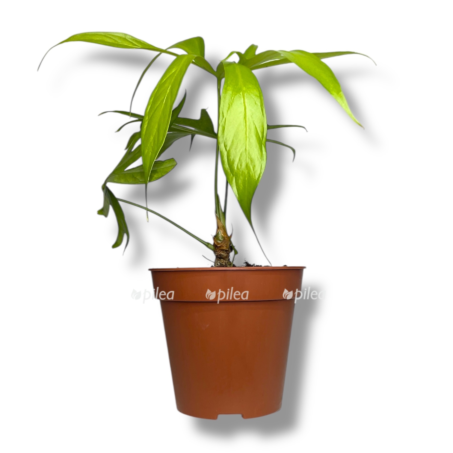 anturium pedatoriatum