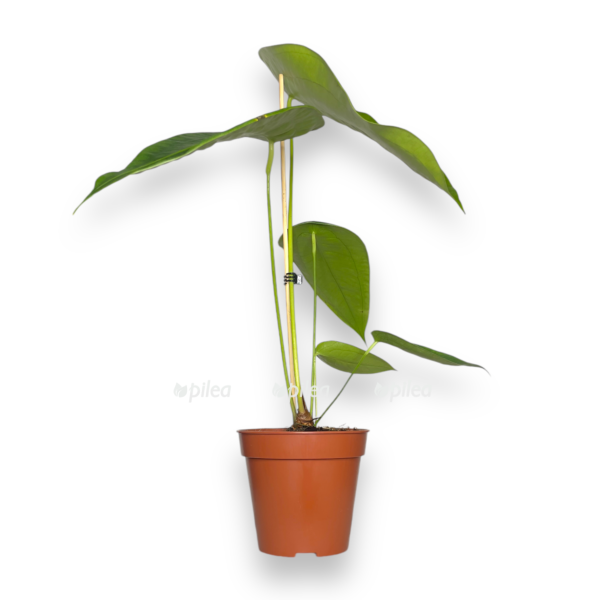 anturium peltigerum e1736745519251