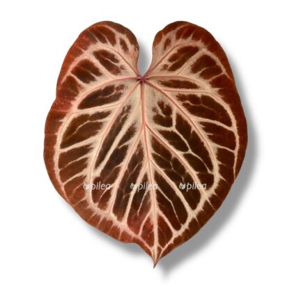 anturium pink blash e1770023509109