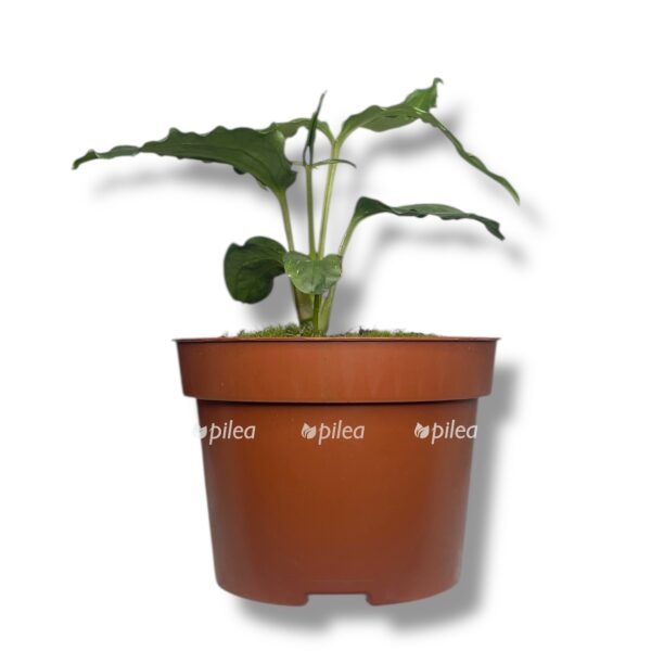 anturium polistihum tvid e1768545055801