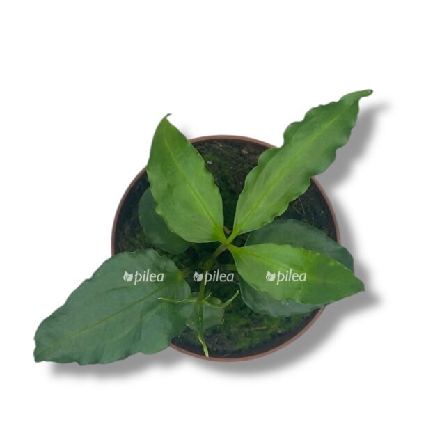 anturium polistihum tvid e1768545063622