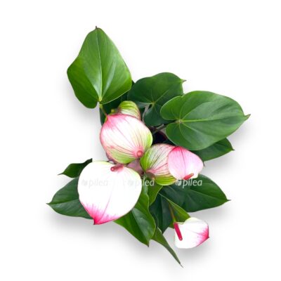 anturium princess amaliya