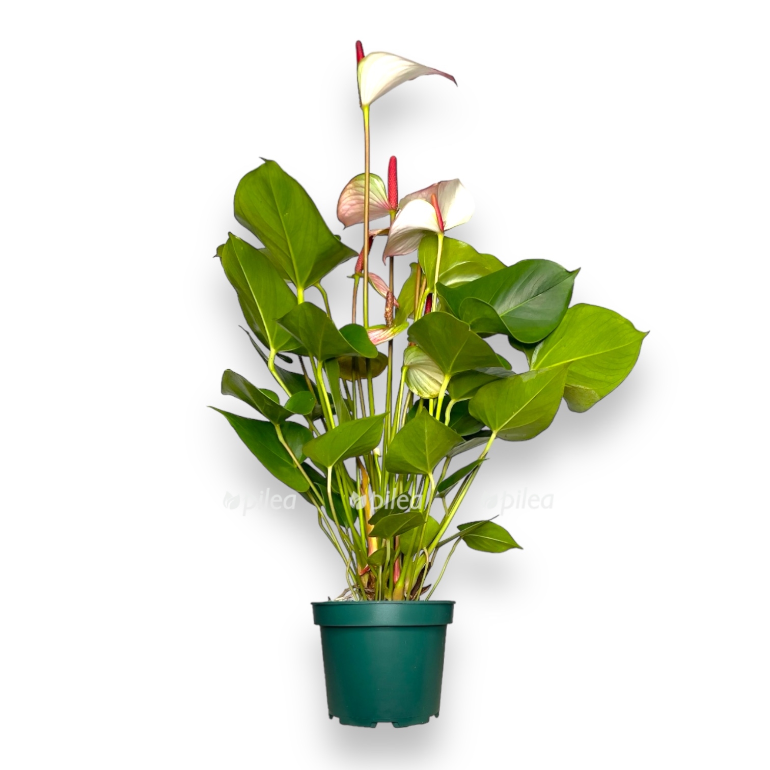 anturium princess amaliya