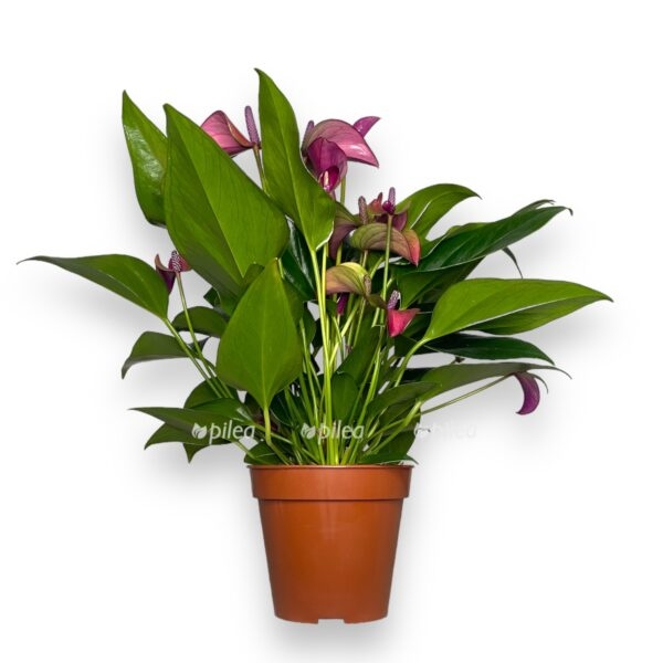 anturium pyur perpl 2 e1723573599880