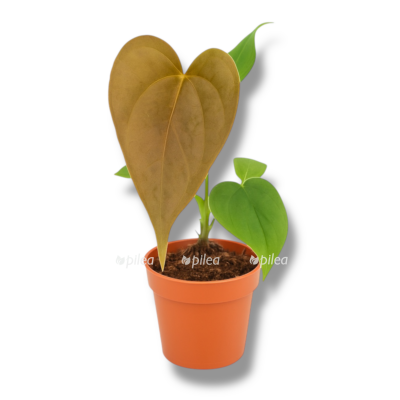 anturium red byuti e1758863856997