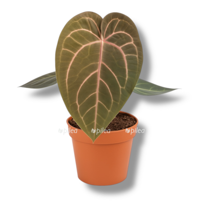 anturium red velvet e1758864399489