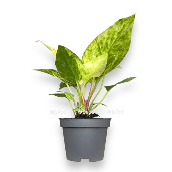 anturium renesens variegata 1 1 e1723479680941