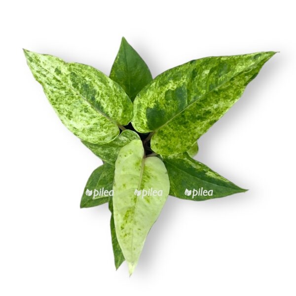 anturium renesens variegata e1723479674638