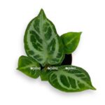 anturium silver blash 6 15 e1709395601215