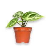 anturium silver blash 6 15 sm e1709395580274