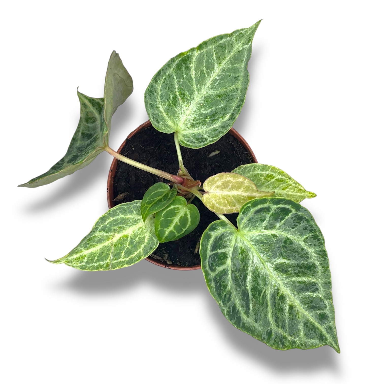 anturium silver blash mint 1 1