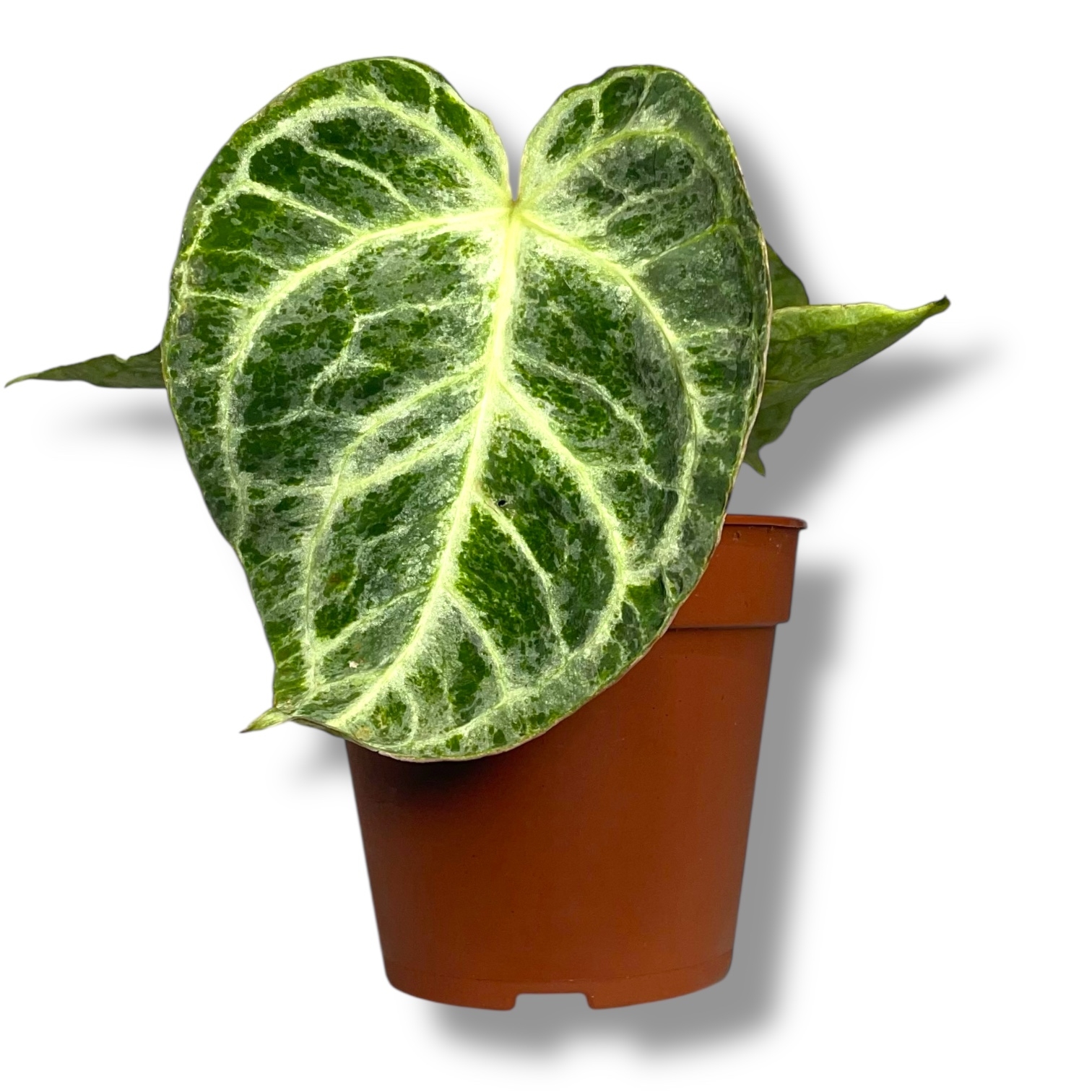 anturium silver blash mint 1