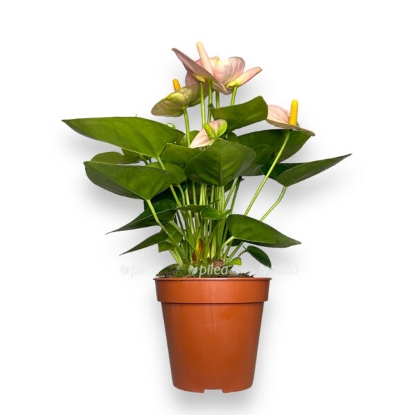 anturium-spirit-e1723568608370.jpg anturium spirit e1723568608370