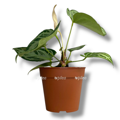 anturium super silver blash e1769192217779