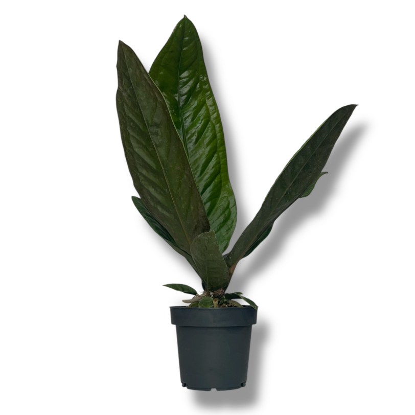 anturium superbum e1771839291313