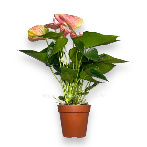 anturium svit drim d12 e1743829151640