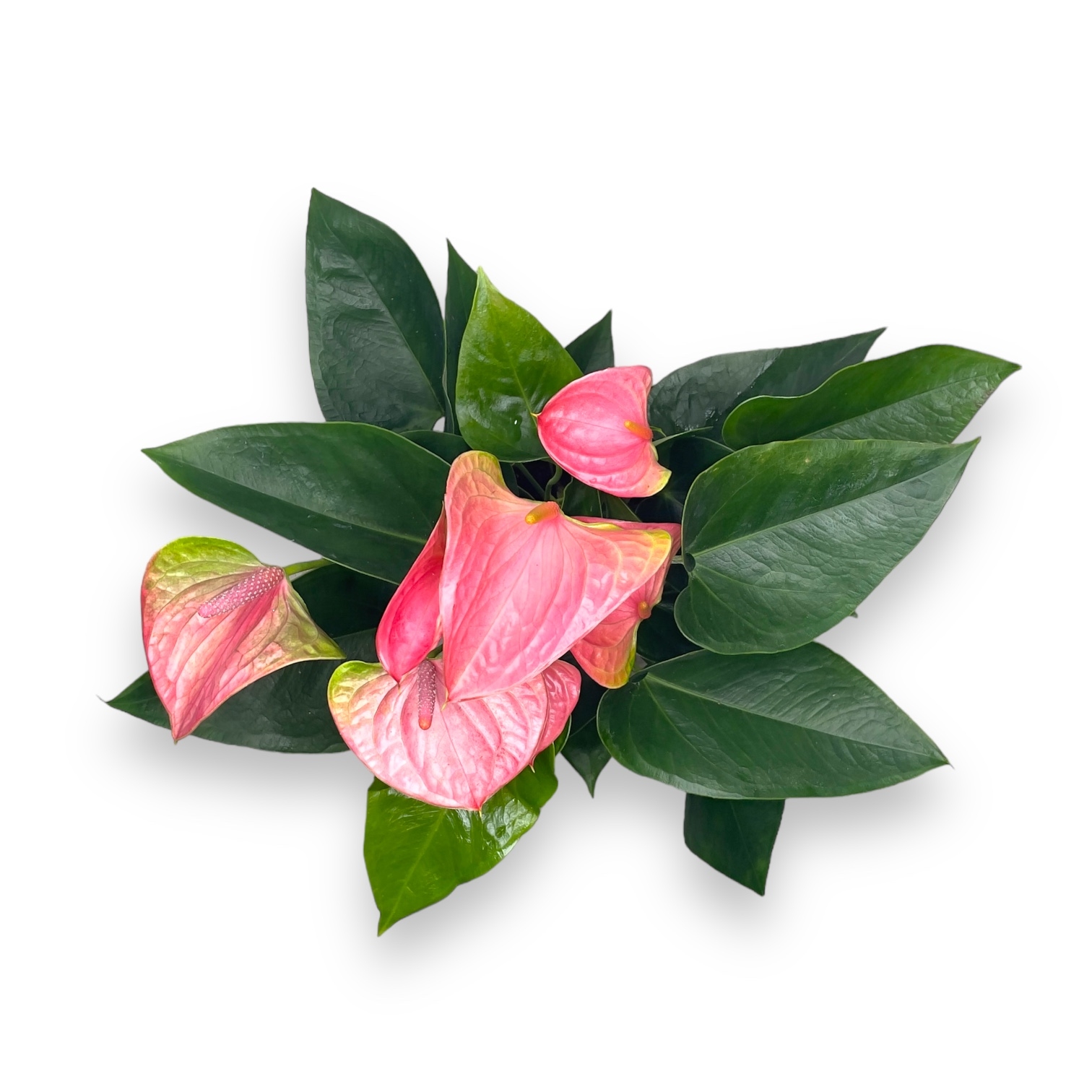 anturium svit drim d12 sm