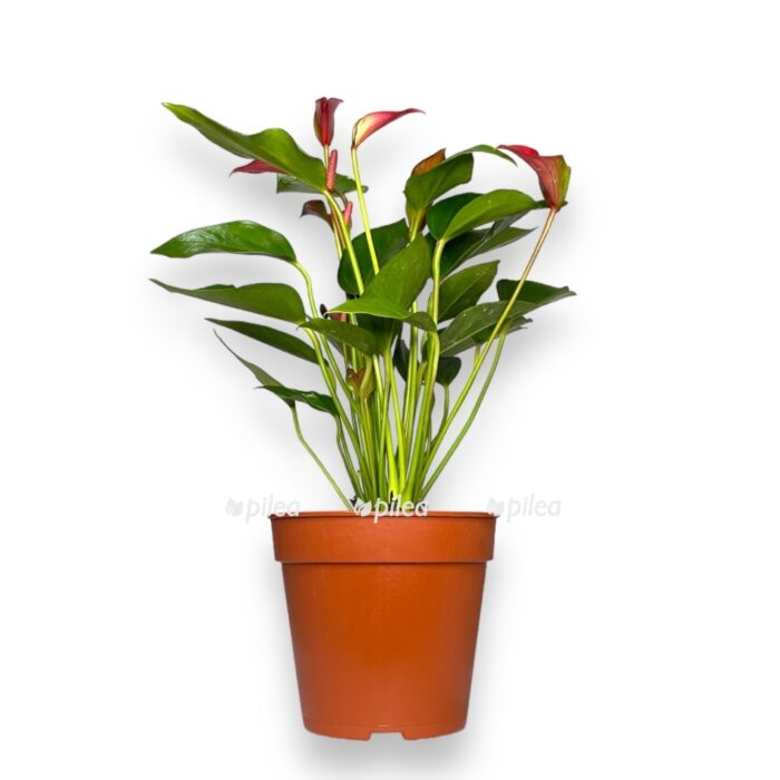 anturium trillion cvetov 1 e1701357274212