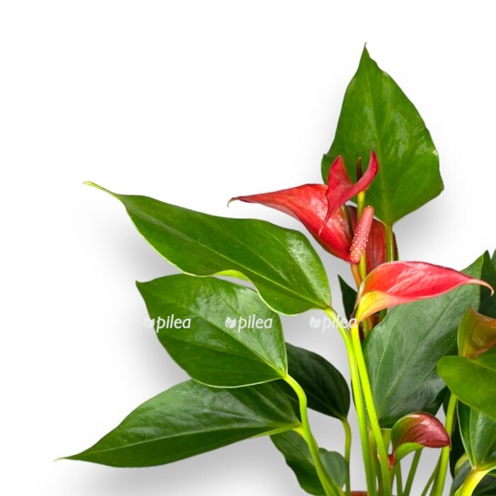 anturium trillion cvetov e1701357281143