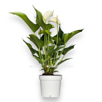 anturium vajt chempion 1 e1713466678626