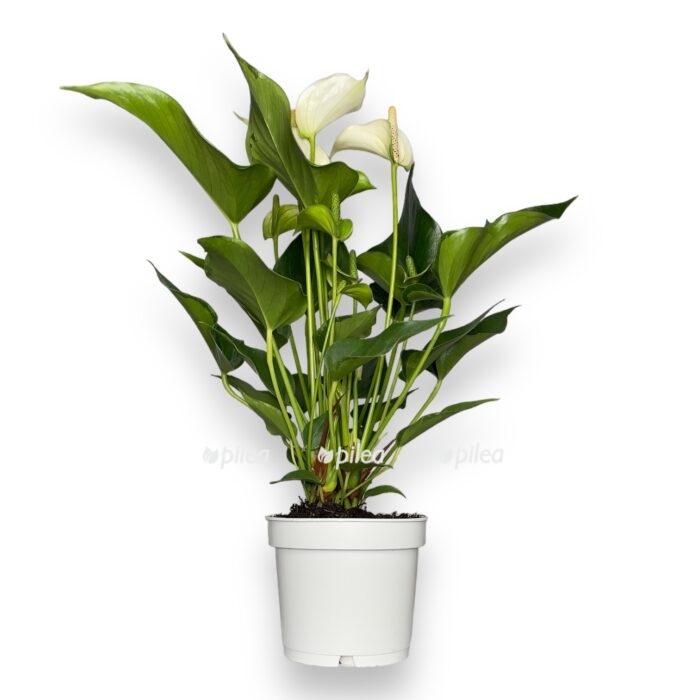 anturium vajt chempion 1 e1713466678626