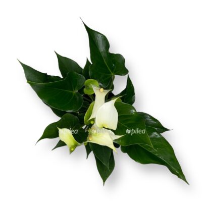 anturium vajt chempion