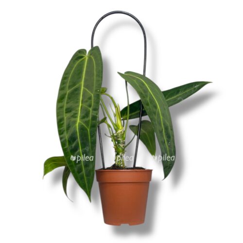 anturium varoka e1757564820384