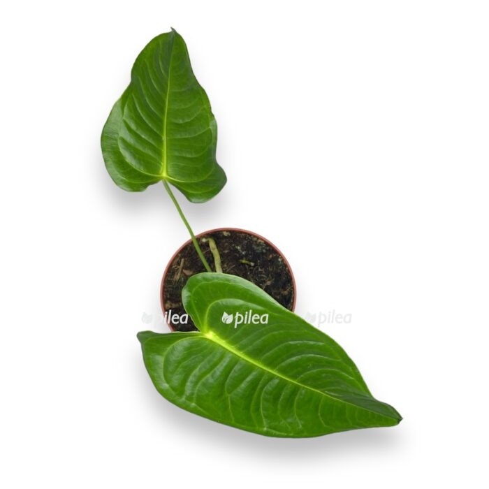 anturium vejcha e1700665532452