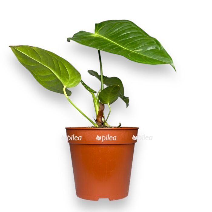 anturium-vejcha-e1700665541755.jpg anturium vejcha e1700665541755