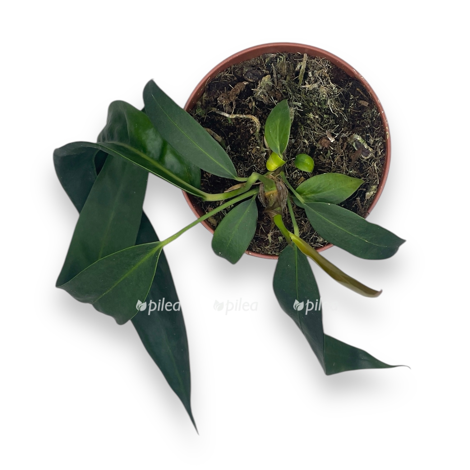 anturium vendlingeri