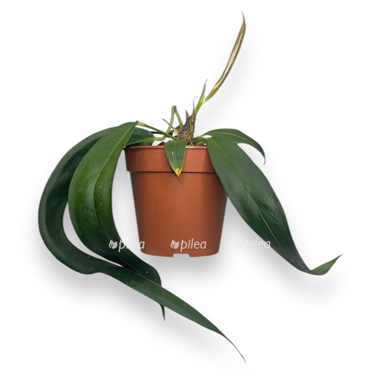 anturium vendlingeri