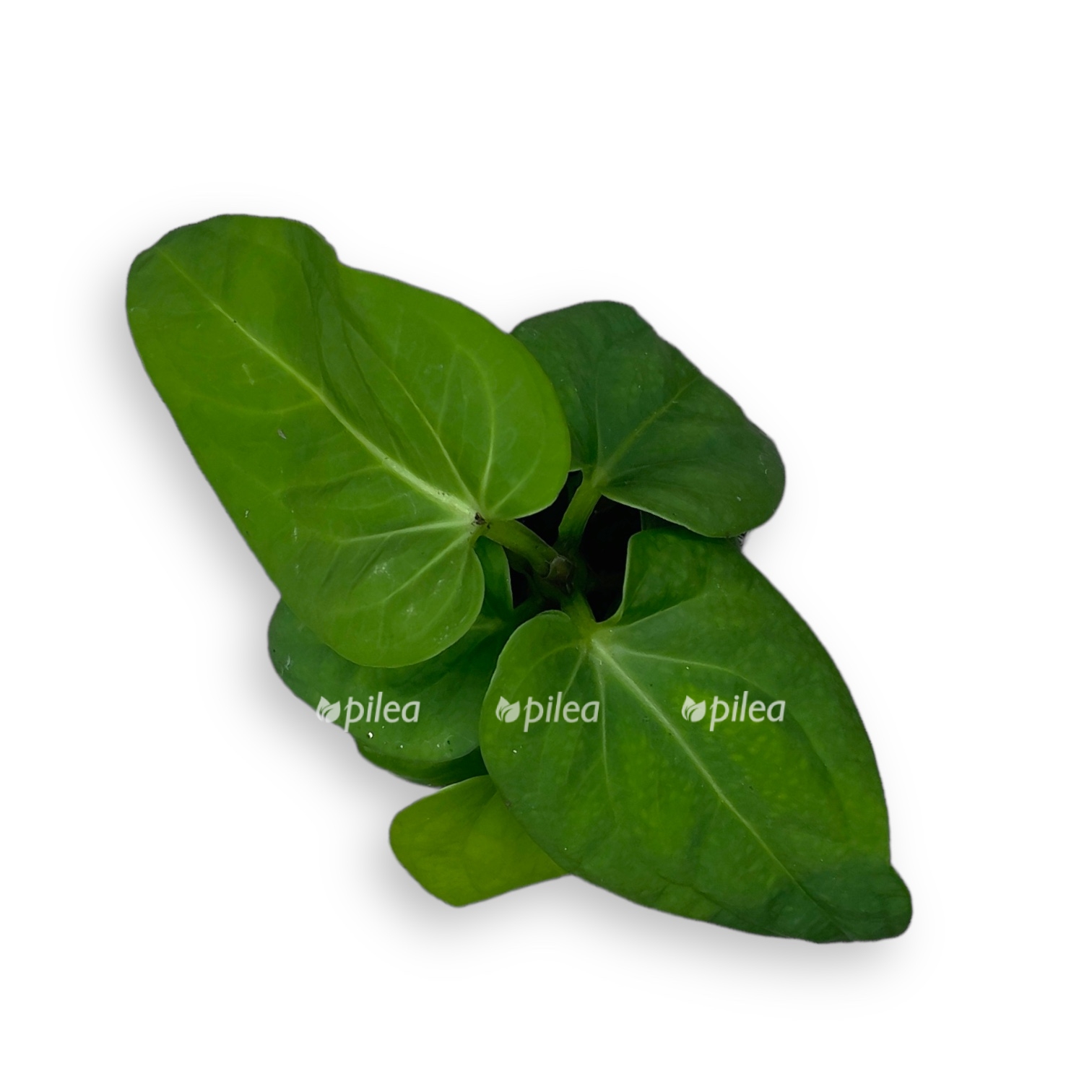 anturium villenaorum 1 1