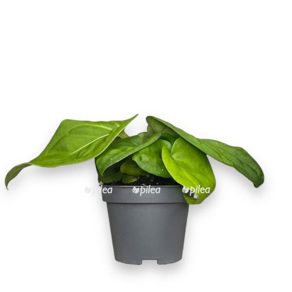 anturium villenaorum 1 e1742266197727