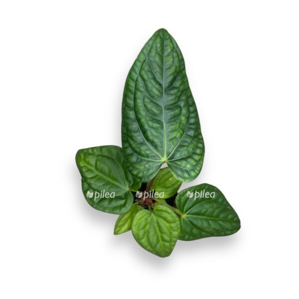 anturium villenaorum lyuksurians e1727288332317