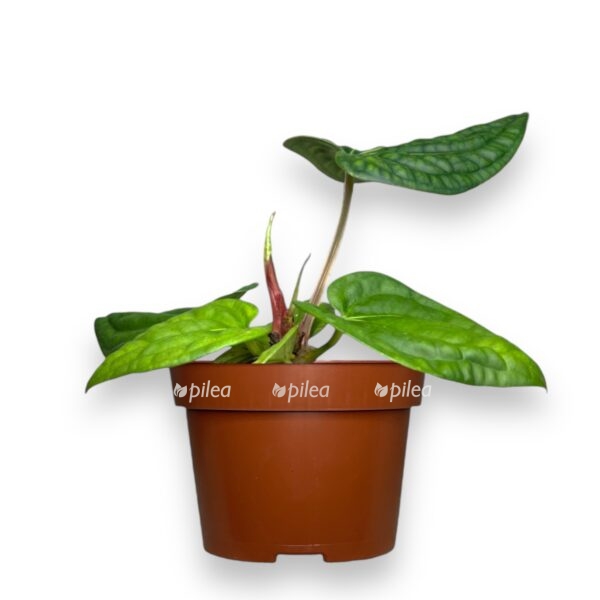 anturium villenaorum lyuksurians e1727288344140