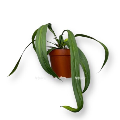 anturium vittarifolium e1737783619896