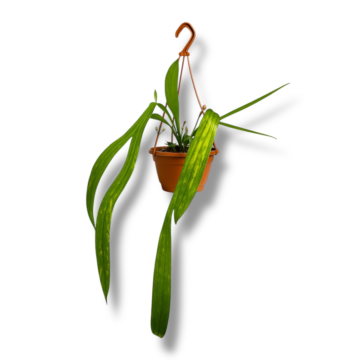 anturium vittarifolium variegata