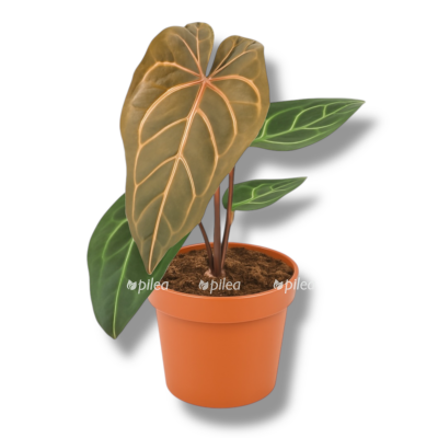 anturium zara e1758861606754