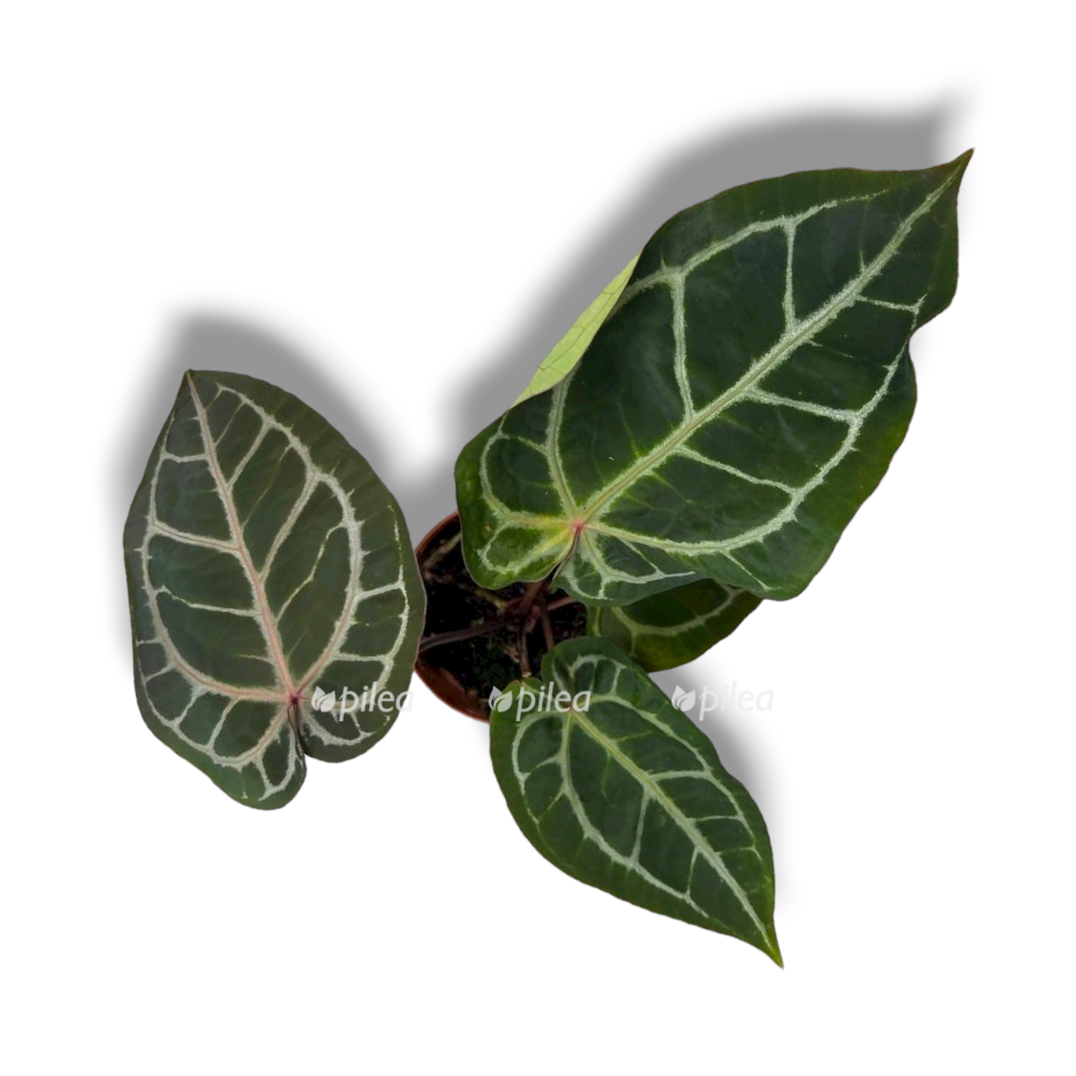 anturium zara perpl rejn