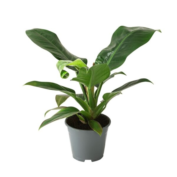 aparip e1618053834923