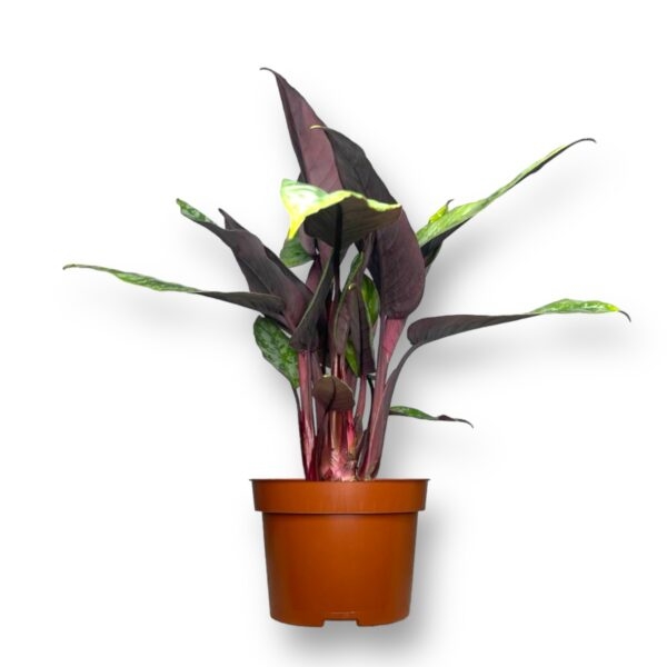 apoballis red svord e1725097577902