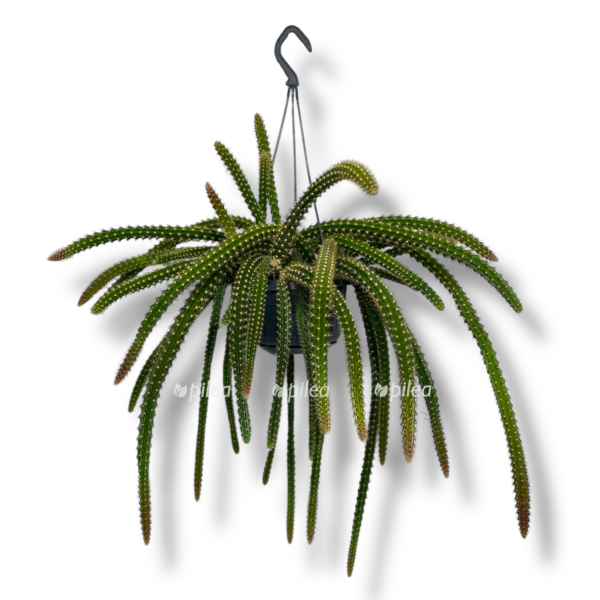 aporokaktus mallisona podvesnoj e1758263706242